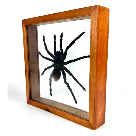 Tarantula Taxidermy Yucatan Rust Rump Giant Hairy Real Spider Between Glass - Picture 2 of 15